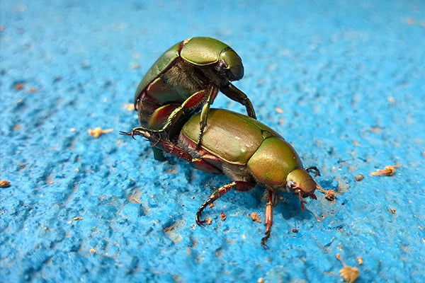 A Comprehensive Guide to Male Sex Toys Purchase and Usage