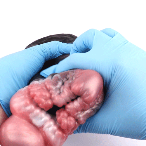 Kung Fu Panda Pocket Pussy Fellation Fun - Masturbateur animal fantastique Jouet sexuel masculin