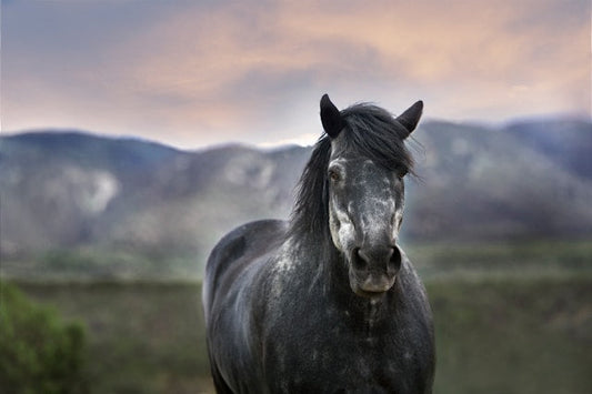 🐴 6 Best Horse Cock Sleeves for Men — Turn Fantasy Into Realistic Transformation