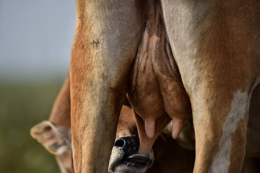 Best Horse Pussy Toys of 2025 — Full Review of Fantasy Horse Vagina Collection (Silicone, Torso, Oral & Pocket Picks)