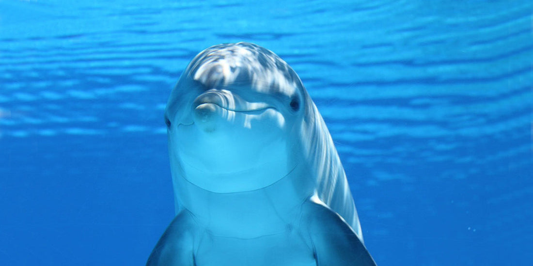Best Ocean Creature Pocket Pussies 2026: Fish, Sea Animal & Aquatic Fantasy Designs Ranked