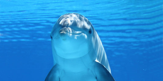 Best Ocean Creature Pocket Pussies 2026: Fish, Sea Animal & Aquatic Fantasy Designs Ranked
