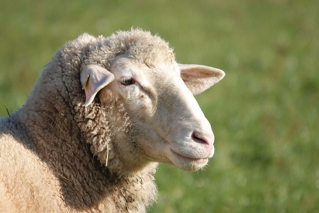 The Best Sheep Pussy Toys of 2025 — Full Ranking & Hands-On Review