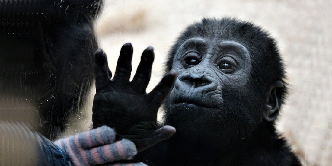 The Best Monkey Pussy Toys of 2025 — A Full Review of Domlust’s Wildest Innovation Yet