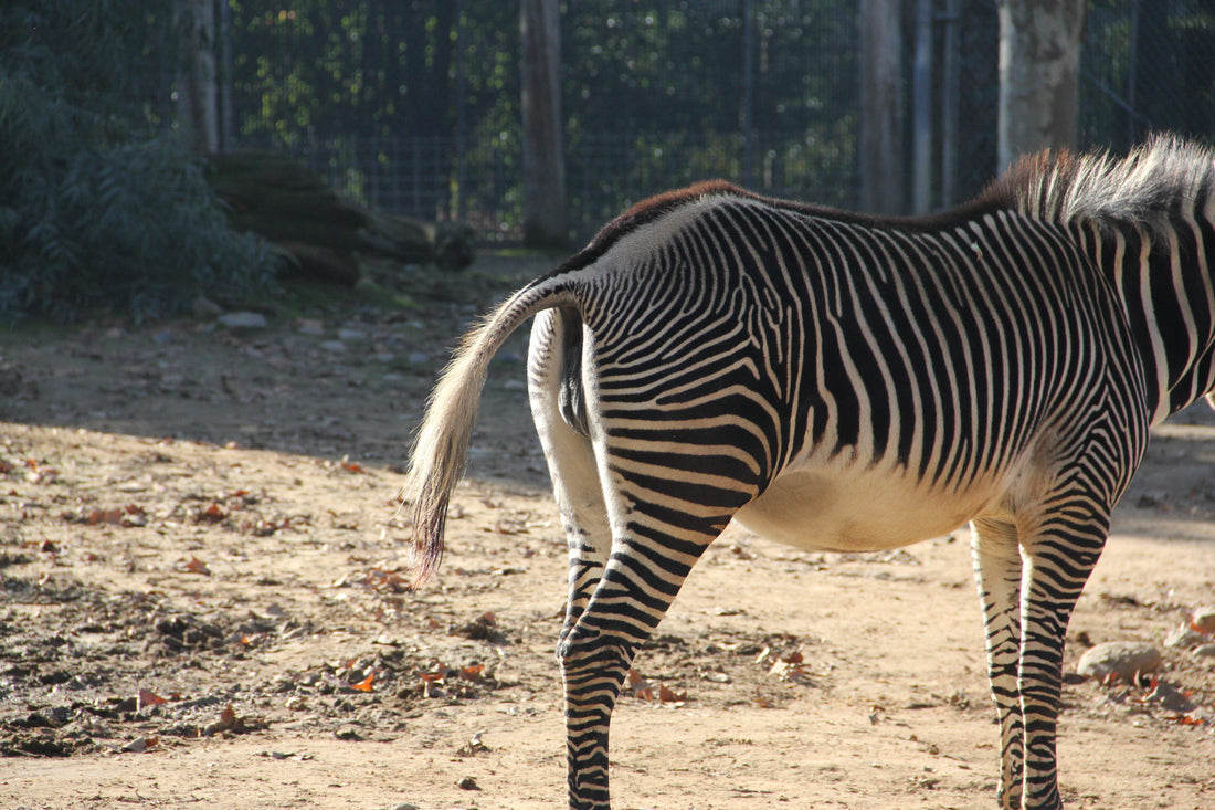 Exploring Bestiality as a Sexual Taboo — And Why Fantasy Toys Offer a Safe, Ethical Alternative