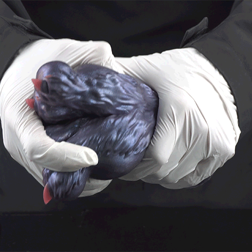 Fantasy Demon Double-Foot Silicone Pocket Pussy – Hidden Channel Masturbator with Furry Texture & Claws