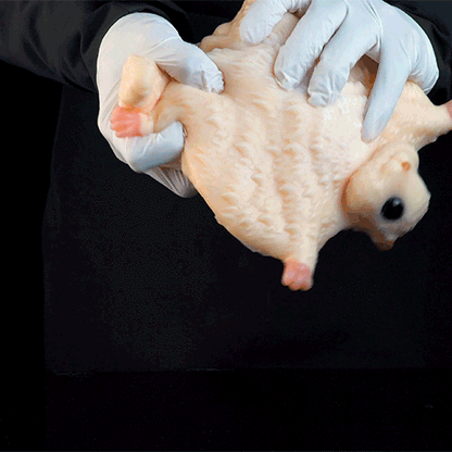 Sugar Glider Fantasy Animal Pocket Pussy | Hands-Free Suction Silicone Stroker — Domlust