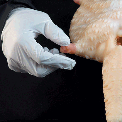 Sugar Glider Fantasy Animal Pocket Pussy | Hands-Free Suction Silicone Stroker — Domlust