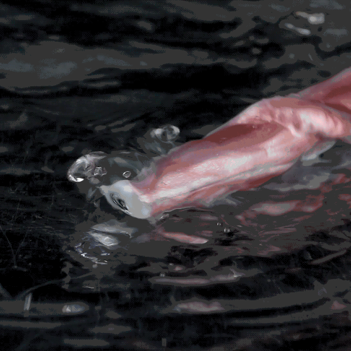 Visual Endoscope Fantasy Alien Tenticle Dildo – Smart Camera G-Spot & Orgasm Sex Toys for Women