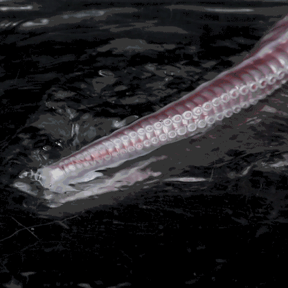 Tiefsee Endoskopie Fantasy Tentakel Dildo-Superlange Silikon HD Kamera zur visuellen Exploration